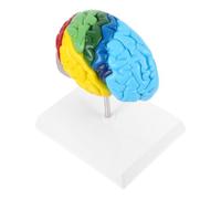 Toddmomy Modelo Anatómico de Cerebro Humano 1:1 Derecho en Pvc, Fácil de Limpiar Etiquetas Claras, Adecuado para Estudio y Aula de Ciencias