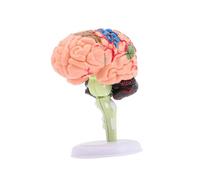 Toddmomy Modelo De Cerebro Modelo De Anatomía Cerebral Modelo Cerebral para Neurociencia Anatomía Humana para Modelo De Organos Modelos Cerebrales De Polivinilo