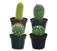 TodoCactus Pack de 4 Cactus Variados Maceta 5cm Plantas Decorativas