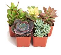 TodoCactus Set de 5 Suculentas Variadas Plantas Decorativas en Maceta 5cm