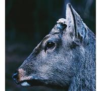 Toe - The Book About My Idle Plot On A Vague Anxiety [Vinilo]