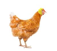 Tofficu Casco Protector para Pollo Divertido, Sombrero de Aves de Corral de Material Elástico y Seguro, Talla Única, Adecuado para Gallinas y Aves Pequeñas como Mascotas en Ambientes