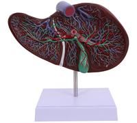 Tofficu Modelo Anatómico del Hígado Humano Educativo del Hígado del Cuerpo Humano de Plástico con Base Marrón para Enseñanza y Exhibición