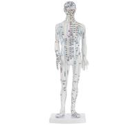 TOGEVAL Modelo de Acupuntura Masculina de Plástico white para Formación Realista Puntos de Presión y Meridianos, Herramienta Educativa para Entrenamiento en Acupuntura y Masaje