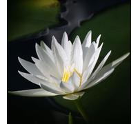 Tokina SZX Super Tele 500mm F/8.0 Reflex MF Canon-EOS