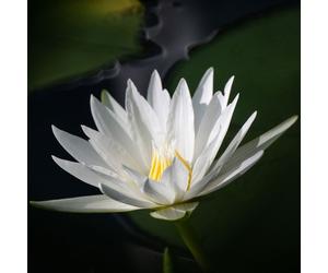 Tokina SZX Super Tele 500mm F/8.0 Reflex MF Canon-EOS