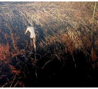 Tomasz SroczyĹski / Marek Pospieszalski: Bareness [CD]