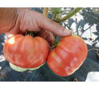 TOMATE BELMONTE CALABRO -SEMILLAS