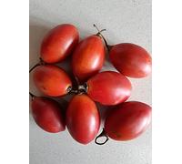 TOMATE DE ARBRE (TAMARILLO)