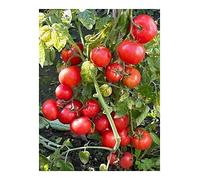 Tomate Dwarf Window Box Red - - 10 semillas