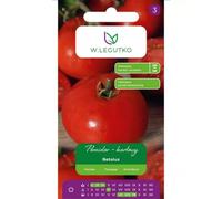 Tomate enano de tierra de tallo rígido Betalux - muy temprano