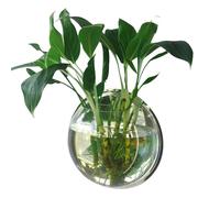 Tomvorks Maceta Acrílica Colgante para Pecera para Decoración del Hogar, Montaje en Pared, Diseño Transparente una Visualización Clara, Fácil de Instalar, Uso en el Hogar o la Oficina (150 mm de