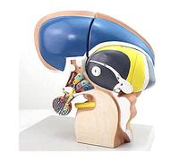 TONZN Modelo de ganglios basales de ventrículo Humano Modelo de tamaño Real de tálamo neuroanatómico Triple Modelo de ganglios basales de Cerebro