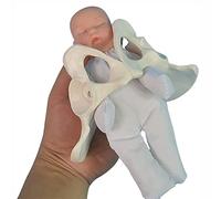 TONZN Modelo de Parto pélvico Femenino Modelo de Entrenamiento de partería simulador de Parto estándar con Modelo de Pelvis de bebé enseñanza de visualización de Aprendizaje