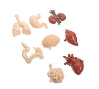 TOPBATHY 1 Juego Órganos Prop Educativo Enseñanza de Anatomía y Fisiología Escuelas