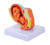 TOPBATHY 1 Pieza Embrión Femenino Término para Enseñanza de Anatomía Embriología y Desarrollo Fetal Escuelas Enfermería