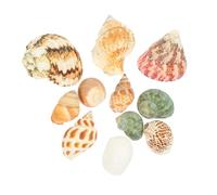 TOPBATHY 2 Juegos pecera paisajismo Concha decoración Tanque Accesorios para peceras Conchas Caracol de mar Caracol pecera Decorativo Adornos de caracola caracolas Naturales