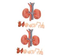 TOPBATHY 2 Series Anatómicos De Órganos Enseñanza De Anatomía Y Fisiología Herramientas Educativas De Simulación De Hígado Corazón Pulmones Estómago Y Riñones Decoración De 8 Piezas*2