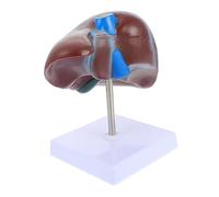 TOPBATHY de Hígado con Base Didáctico para Educación Médica Hígado para Exhibición Escolar para Estudiantes de Anatomía