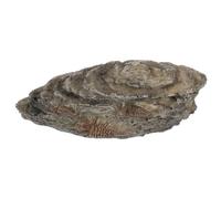 TOPBATHY Decoración Resistente Resina para Fósiles de Insectos Terrarios de Diseño Trilobite Realista, Material Marrón de Reptiles para Vivarios y Entusiastas Paleontología