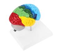 TOPBATHY Del Derecho Del Para Educación Médica y Anatomía Recurso De Aprendizaje Consultorios Médicos