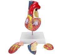 TOPINCN 2X Modelo de Enseñanza de Corazón de Tamaño Órgano de Simulación de PVC 49 Piezas para Aula de Biología 17 X 13 X 28 Cm