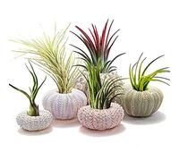 TOPINCN Conch Hanging Air Plant Pot Decor, Juego de 5 Macetas Colgantes Concha de Erizo de Mar Mini Macetas Decoración Regalo para la Decoración del Hogar (Juego de 4 Piezas)