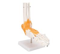 TOPINCN Modelo de Articulación del Pie con Ligamentos Pantalla de Estructura Anatómica para Enseñanza Médica Hecha de Material de PVC Ecológico para Escuelas y Hospitales