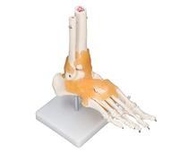 TOPINCN Modelo de Pie Humano, Huesos de Esqueleto Anatómico con Ligamentos para Estudiantes de Anatomía, Pantalla de PVC de Tamaño Natural 1:1