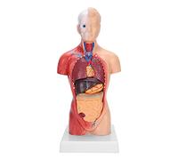TOPINCN Modelo de Torso Humano Modelo Detallado de Anatomía de Enseñanza de órganos Internos para Educación sobre Salud Física en Escuelas y Hospitales, Material de PVC, 28 Cm