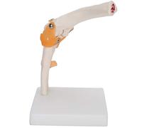TOPINCN Modelo Preciso de Articulación de Codo de Tamaño que Demuestra las Principales Articulaciones para la Enseñanza de Estudios, Material de Resina + PVC, para Educación del Paciente