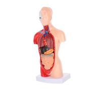 TOPPERFUN 1 juego de Anatomía con Desmontables para Educación Médica y Biología para Escuelas y Hospitales Corazón Pulmones Hígado