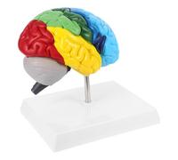 TOPPERFUN 1 para Enseñanza Anatómica, Modelo de Cerebro Humano Educativo Etiquetas Detalladas, Herramienta Didáctica para Aula y Estudio Científico