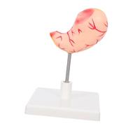 TOPPERFUN De Estómago Detallado De Anatomía Gástrica Para Estudiantes Y Profesionales - Del Estómago En 3D Para El Aprendizaje De Biología Y Fisiología