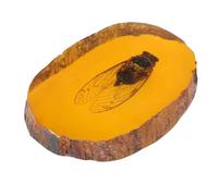 TOPPERFUN Insecto Educativo Insectos Muestra Piedras Únicas Decoración Del Hogar Resina Naranja