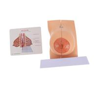 TOPPERFUN Modelo Anatómico de Mama Femenina Realista Modelo Médico de Pecho para Enseñanza Material Duradero y Seguro Herramienta Educativa Práctica para Estudiantes y Profesionales