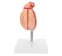 TOPPERFUN Modelo Anatómico del Estómago Humano de Plástico Tamaño Natural Material Didáctico para Aula Modelo Biológico Realista Colores Vivos Adecuado para Enseñanza y Formación