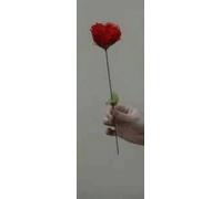 Torche en rose - Tour de magie