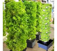 Torre de Jardinería Vertical 60 mm - Kit Completo de Hidroponía con Instrucciones de Mantenimiento, Ideal para Oficinas y Hoteles que Buscan una Solución Limpia y Eficiente para Cultivar sus Propias V