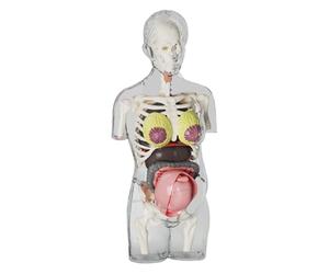 Torso de anatomía para niños - Kit de aprendizaje para el cuerpo humano, juguete de órganos desmontable, piezas de aprendizaje con letras de colores, material de enseñanza, modelo de descubrimiento