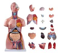 Torso Humano Modelo De Órganos 23 Partes del Cuerpo Extraíbles 85Cm Modelo del Cuerpo Anatomía Torso Tamaño Natural Unisex Muñeca Torso Médico Educación Órganos Modelo