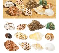Touosy 12 Piezas Conchas Marinas Mixtas Conchas de Mar Decoracion Adornos de Baño Caracola Natural para Rellenos Jarrones Fiesta Temática la Playa Decoración Bodas Manualidades