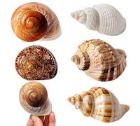 Touosy 5 Piezas Conchas Marinas Mixtas Conchas de Mar Decoracion Adornos de Baño Caracola Natural para Rellenos Jarrones Fiesta Temática la Playa Decoración Bodas Manualidades