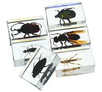 TOVINANNA 6 Piezas de Especímenes de Insectos Especímenes de Insectos Resina Transparente Preservados para Enseñanza Científica Enseñanza Científica y Decoración para Estudio y Exhibición