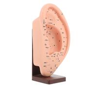 TOVINANNA Modelo de Oreja con Base para Enseñanza y Masaje Auricular Modelo Anatómico Duradero para Fisiología y Acupuntura Herramienta Educativa Práctica para Estudiantes y Profesionales