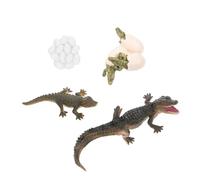 TOYANDONA Figuras Educativas del Ciclo De Vida De Cocodrilos para Niño Niña Modelo Realista para Juguetes Didácticos y Creatividad Infantil