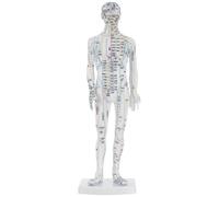 TOYANDONA Modelo de Acupuntura Humano Masculino para Medicina Tradicional Acupoint Display Resistente para Uso Clínico y Docente con Detalles Realistas para Aprendizaje de Meridianos