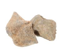 Toyvian 2 Piezas Espécimen de Fósil, Espécimen Marino de Concha Natural, Aprendizaje Práctico, Fácil de Manejar, Formas Únicas, para Coleccionistas y Aficionados Geología, Enseñanza