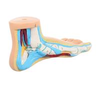 TOYZFRIENDY Modelo Anatómico Estructura Ósea y Muscular para Enseñanza Médica Hospitales y Formación Educativa Material Vinilo Duradero Detallado y Realista para Estudiantes y Profesionales