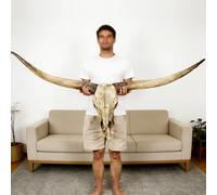 Tqoiozxa Cabeza de Calavera con Cuernos Largos de 178 cm, decoración de Pared con Cuernos de Toro de Raza Longhorn Pintados a Mano, Cuernos de Vaca, Ideal para Sala de Estar,de Hotel.(Brown)